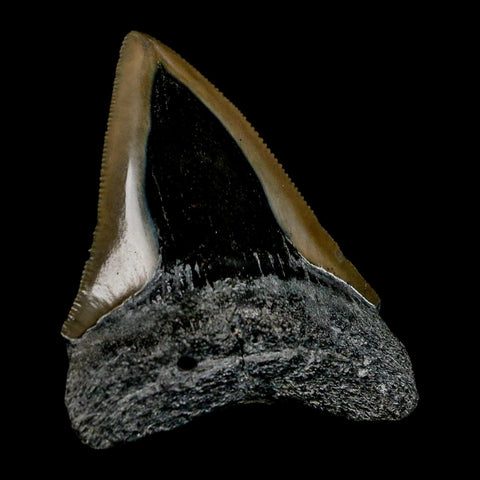 2.6" Quality Megalodon Shark Tooth Serrated Fossil Natural Miocene Age COA - Fossil Age Minerals