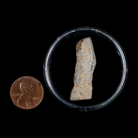 1.4" Tyrannosaurus Rex Fossil Bone Dinosaur Lance Creek Formation Wyoming COA