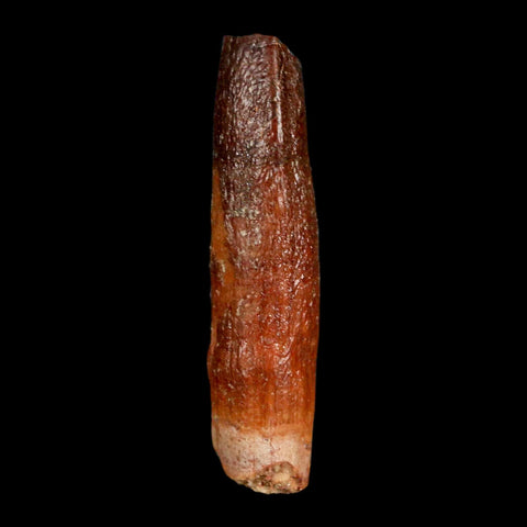 1.5" Rebbachisaurus Sauropod Fossil Tooth Early Cretaceous Dinosaur COA, Display - Fossil Age Minerals