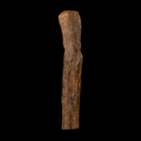5.4" Hadrosaur Dinosaur Fossil Rib Bone Hell Creek FM MT COA Metal Stand
