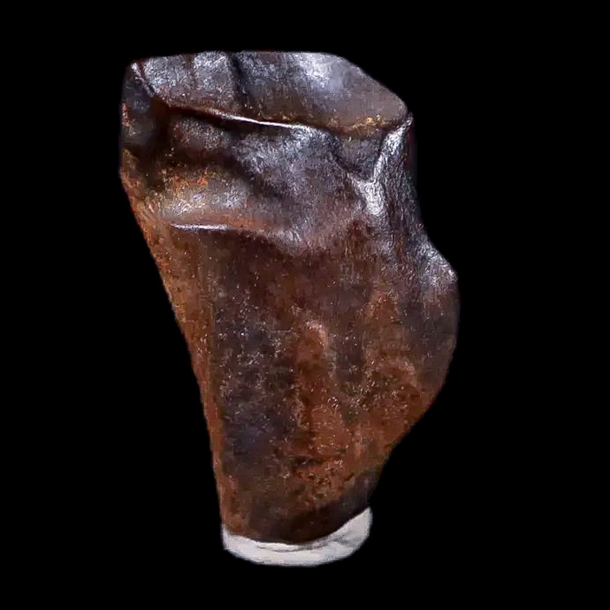 0.6" Chasmosaurus Fossil Tooth Judith River FM Cretaceous Dinosaur MT COA Display - Fossil Age Minerals