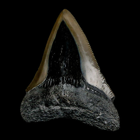 2.6" Quality Megalodon Shark Tooth Serrated Fossil Natural Miocene Age COA - Fossil Age Minerals