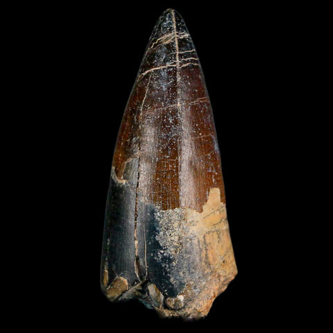 2.2" Sarcosuchus Imperator Crocodile Fossil Tooth Elrhaz FM Cretaceous Niger COA - Fossil Age Minerals