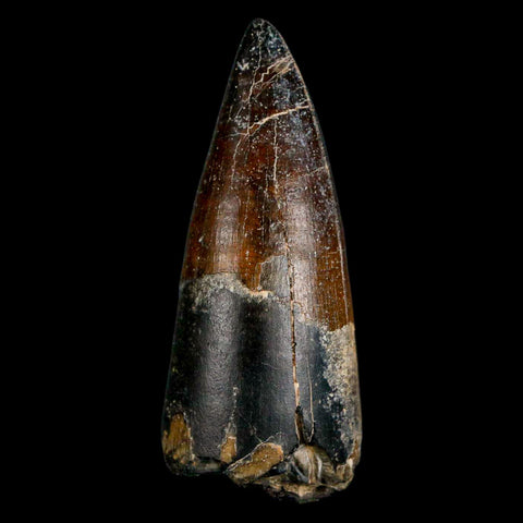 2.2" Sarcosuchus Imperator Crocodile Fossil Tooth Elrhaz FM Cretaceous Niger COA - Fossil Age Minerals