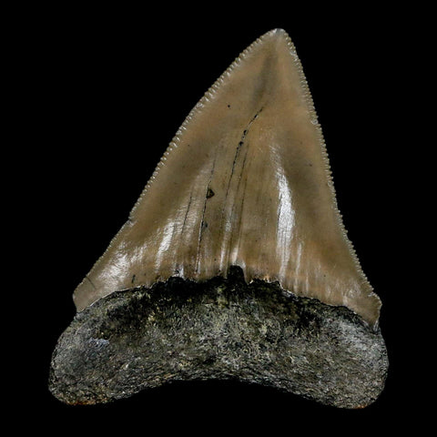 2.6" Quality Megalodon Shark Tooth Serrated Fossil Natural Miocene Age COA - Fossil Age Minerals