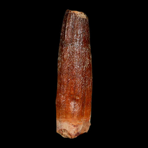 1.5" Rebbachisaurus Sauropod Fossil Tooth Early Cretaceous Dinosaur COA, Display - Fossil Age Minerals