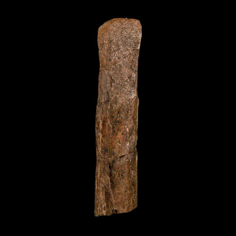 5.4" Hadrosaur Dinosaur Fossil Rib Bone Hell Creek FM MT COA Metal Stand
