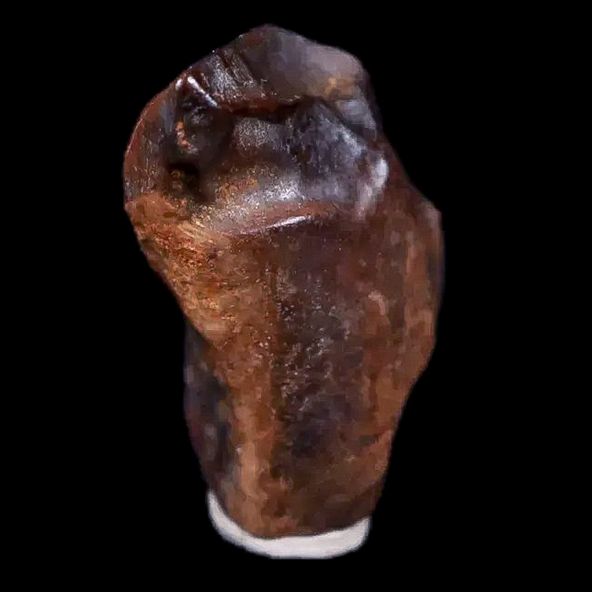 0.6" Chasmosaurus Fossil Tooth Judith River FM Cretaceous Dinosaur MT COA Display - Fossil Age Minerals