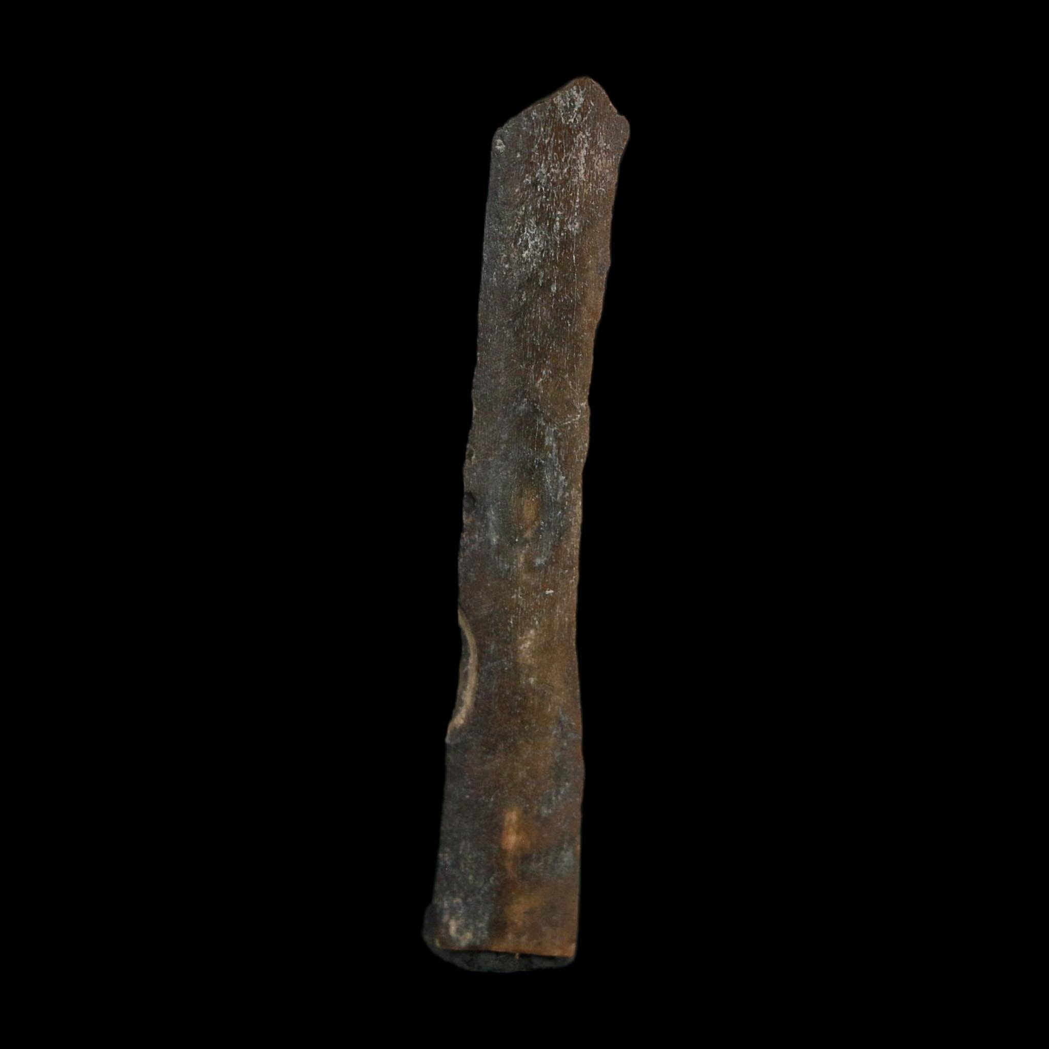 1.8" Tyrannosaurus Rex Fossil Bone Dinosaur Lance Creek Formation Wyoming COA - Fossil Age Minerals