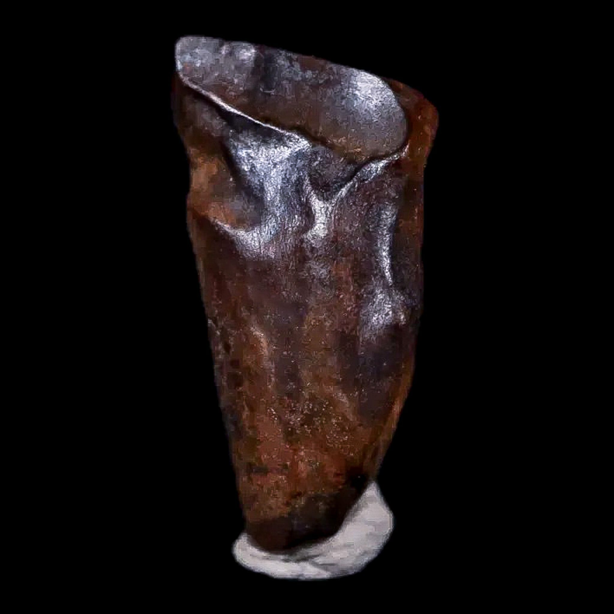 0.6" Chasmosaurus Fossil Tooth Judith River FM Cretaceous Dinosaur MT COA Display - Fossil Age Minerals