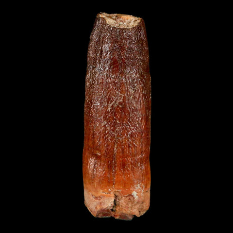1.5" Rebbachisaurus Sauropod Fossil Tooth Early Cretaceous Dinosaur COA, Display - Fossil Age Minerals