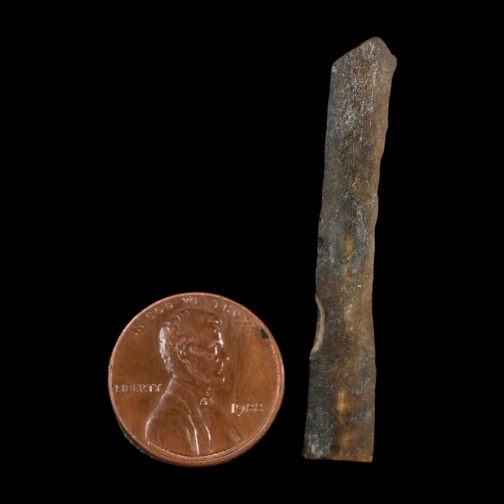 1.8" Tyrannosaurus Rex Fossil Bone Dinosaur Lance Creek Formation Wyoming COA - Fossil Age Minerals