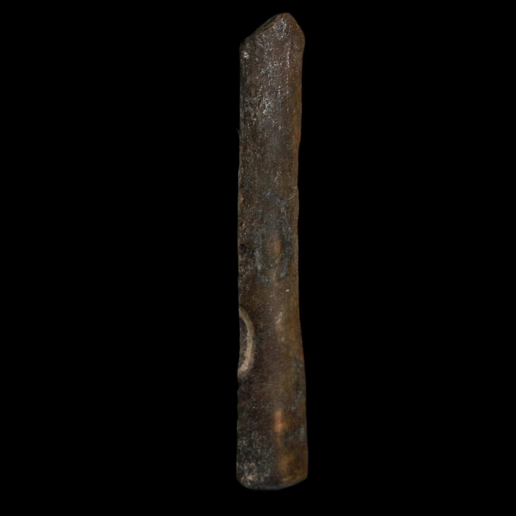 1.8" Tyrannosaurus Rex Fossil Bone Dinosaur Lance Creek Formation Wyoming COA - Fossil Age Minerals