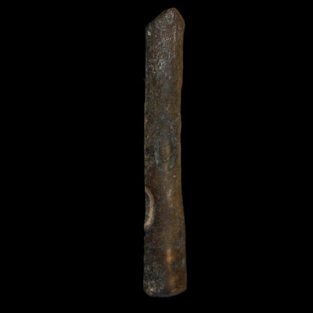 1.8" Tyrannosaurus Rex Fossil Bone Dinosaur Lance Creek Formation Wyoming COA