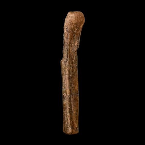 5.4" Hadrosaur Dinosaur Fossil Rib Bone Hell Creek FM MT COA Metal Stand