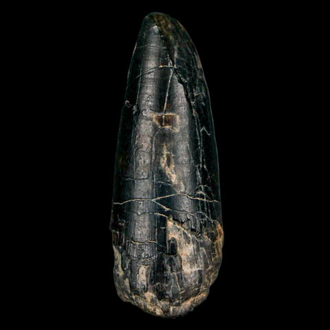 2.2" Sarcosuchus Imperator Crocodile Fossil Tooth Elrhaz FM Cretaceous Niger COA - Fossil Age Minerals
