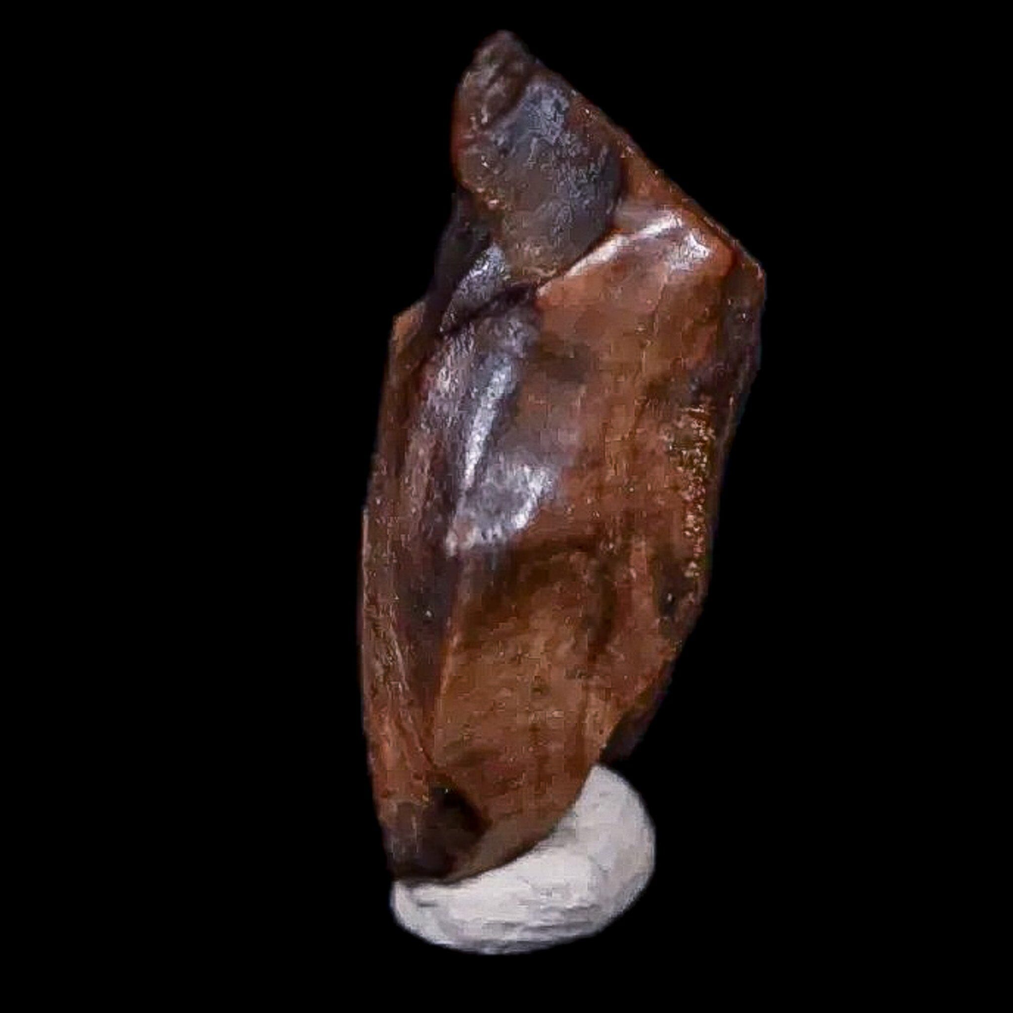 0.6" Chasmosaurus Fossil Tooth Judith River FM Cretaceous Dinosaur MT COA Display - Fossil Age Minerals