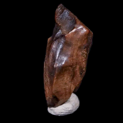0.6" Chasmosaurus Fossil Tooth Judith River FM Cretaceous Dinosaur MT COA Display - Fossil Age Minerals