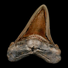 Otodus Obliguus Shark Teeth