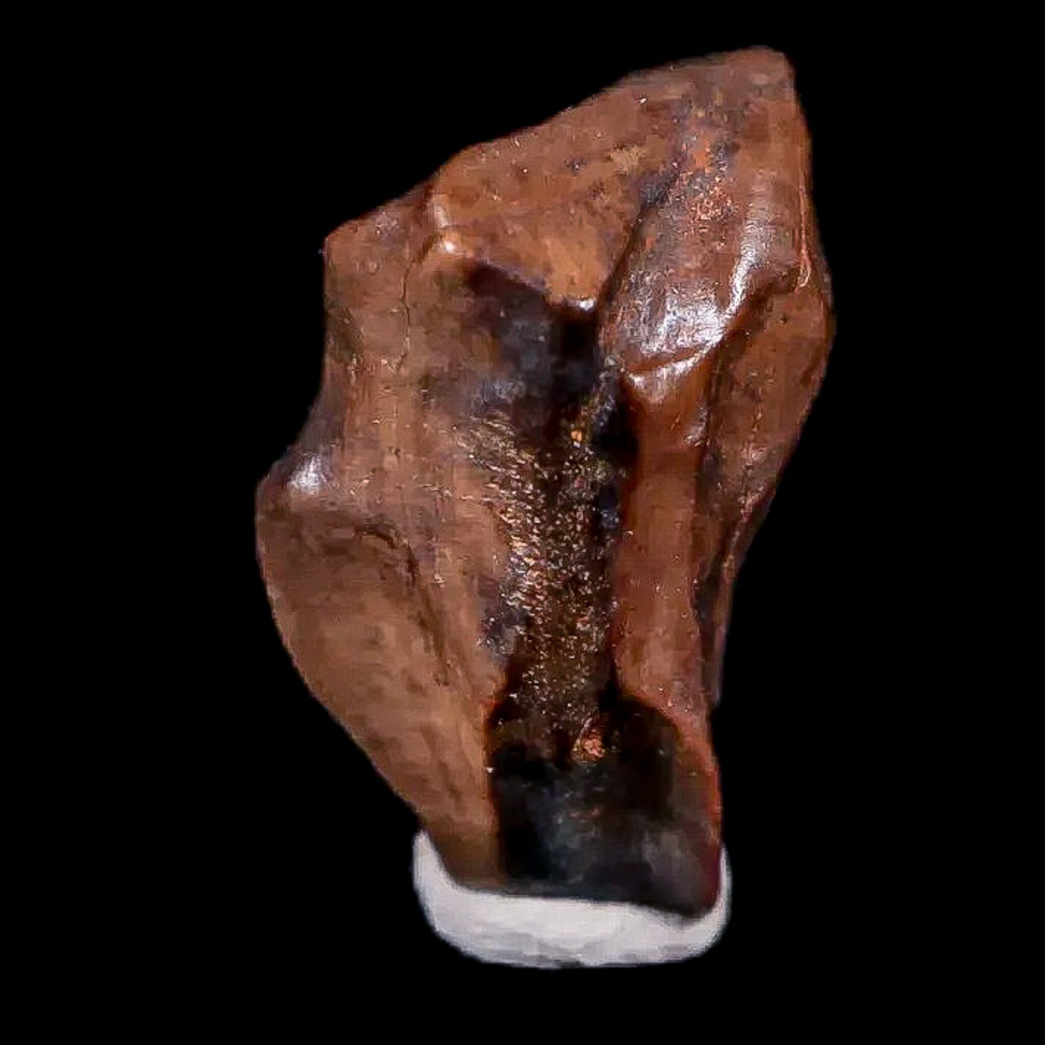 0.6" Chasmosaurus Fossil Tooth Judith River FM Cretaceous Dinosaur MT COA Display - Fossil Age Minerals