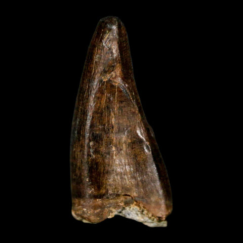 0.7" Tyrannosaur Fossil Premax Tooth Cretaceous Dinosaur Judith River FM MT COA - Fossil Age Minerals