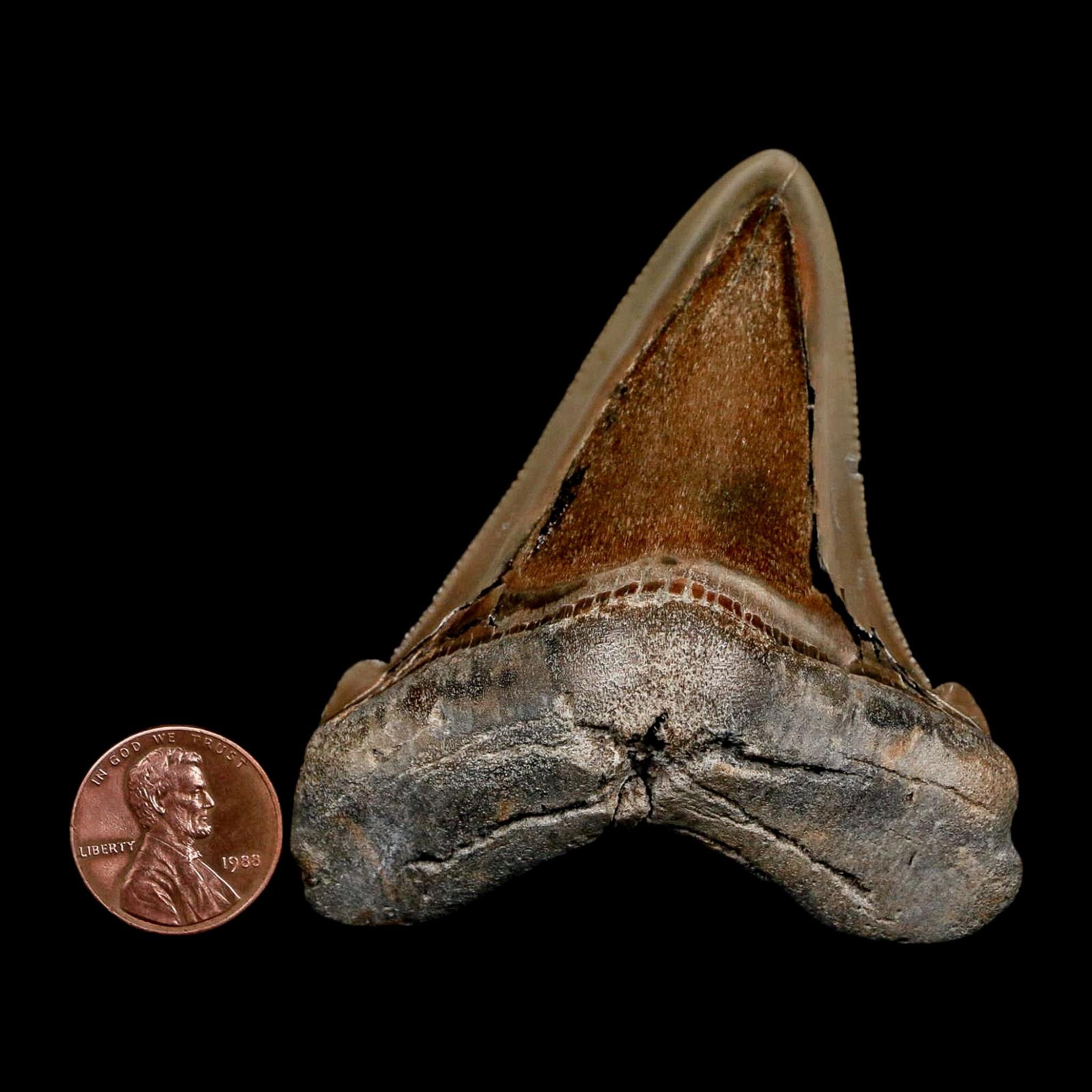 28 Quality Otodus Chubutensis Tooth Serrated Fossil Natural