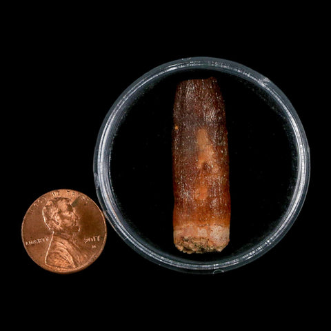 1.5" Rebbachisaurus Sauropod Fossil Tooth Early Cretaceous Dinosaur COA, Display - Fossil Age Minerals