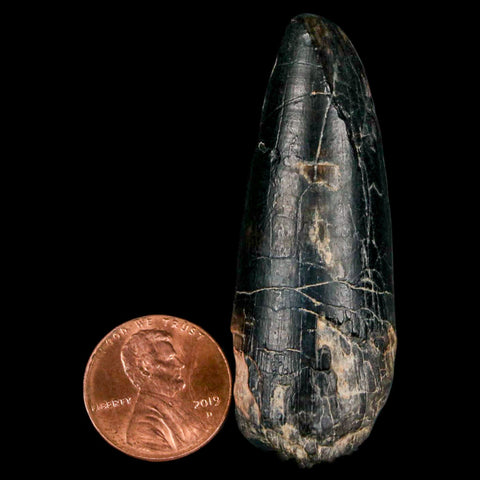 2.2" Sarcosuchus Imperator Crocodile Fossil Tooth Elrhaz FM Cretaceous Niger COA - Fossil Age Minerals