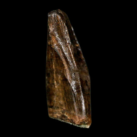 0.7" Tyrannosaur Fossil Premax Tooth Cretaceous Dinosaur Judith River FM MT COA