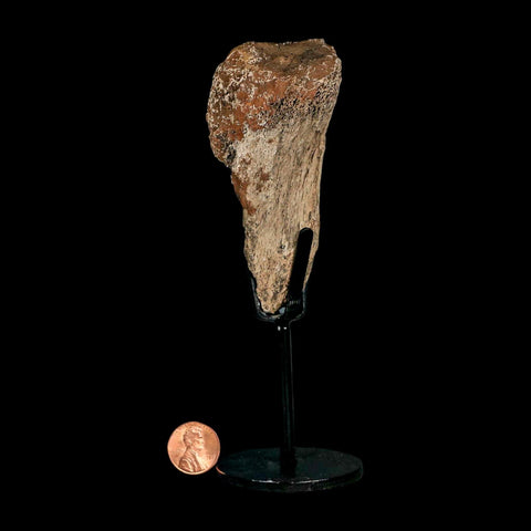 3.6" Triceratops Fossil Limb Bone Hell Creek FM Cretaceous Dinosaur MT COA Metal Stand