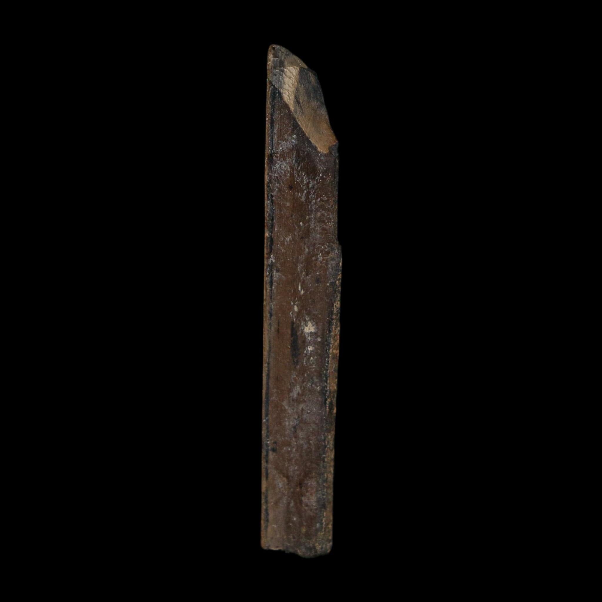 1.8" Tyrannosaurus Rex Fossil Bone Dinosaur Lance Creek Formation Wyoming COA - Fossil Age Minerals