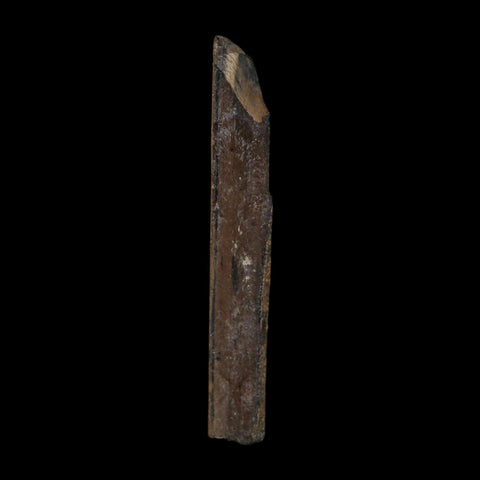 1.8" Tyrannosaurus Rex Fossil Bone Dinosaur Lance Creek Formation Wyoming COA