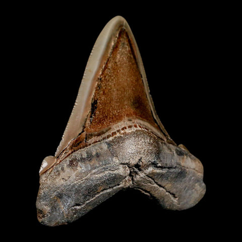 2.8" Quality Otodus Chubutensis Tooth Serrated Fossil Natural Miocene Age - Fossil Age Minerals