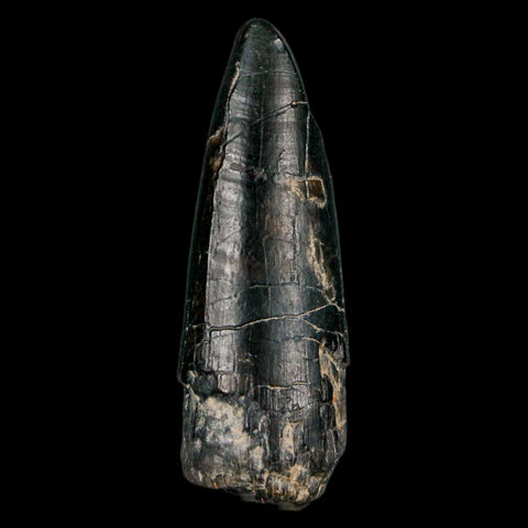 2.2" Sarcosuchus Imperator Crocodile Fossil Tooth Elrhaz FM Cretaceous Niger COA - Fossil Age Minerals