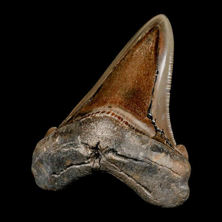 2.8" Quality Otodus Chubutensis Tooth Serrated Fossil Natural Miocene Age