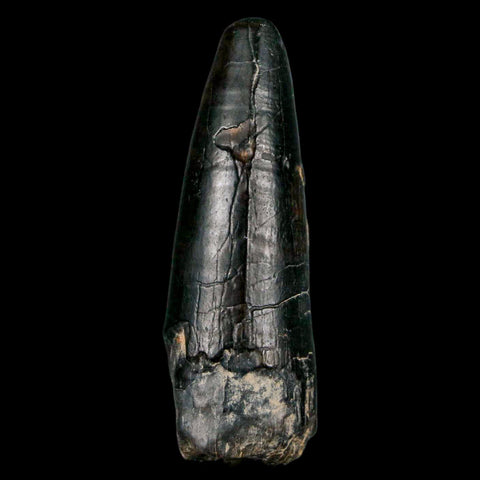 2.2" Sarcosuchus Imperator Crocodile Fossil Tooth Elrhaz FM Cretaceous Niger COA - Fossil Age Minerals
