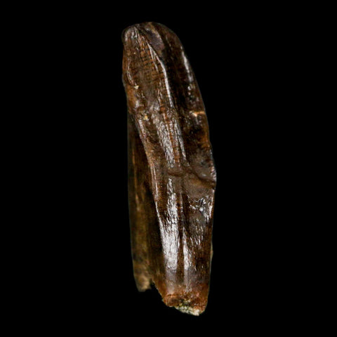 0.7" Tyrannosaur Fossil Premax Tooth Cretaceous Dinosaur Judith River FM MT COA - Fossil Age Minerals