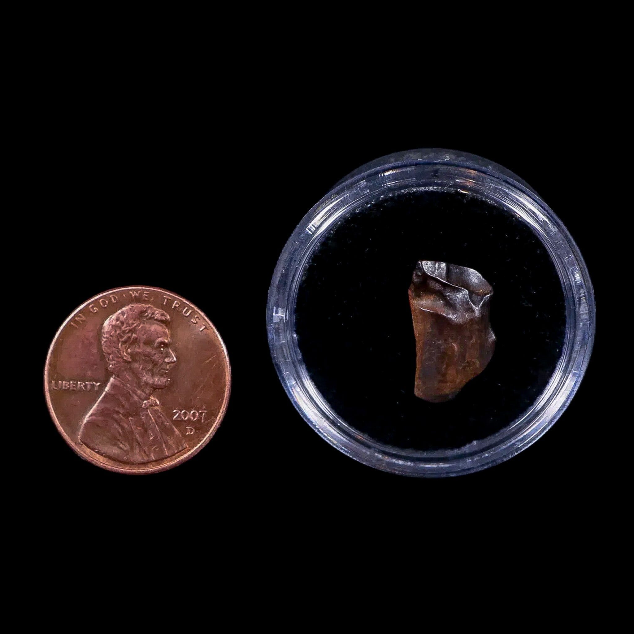 0.6" Chasmosaurus Fossil Tooth Judith River FM Cretaceous Dinosaur MT COA Display - Fossil Age Minerals