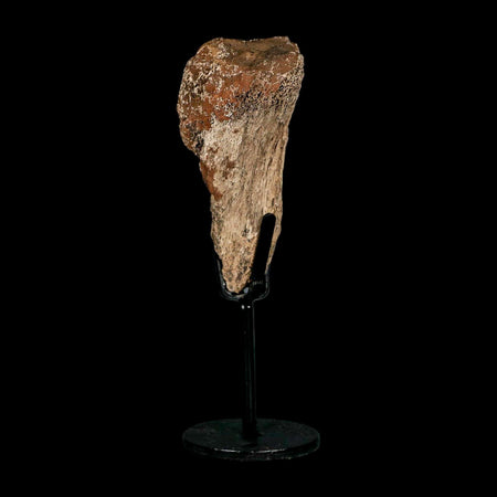 3.6" Triceratops Fossil Limb Bone Hell Creek FM Cretaceous Dinosaur MT COA Metal Stand