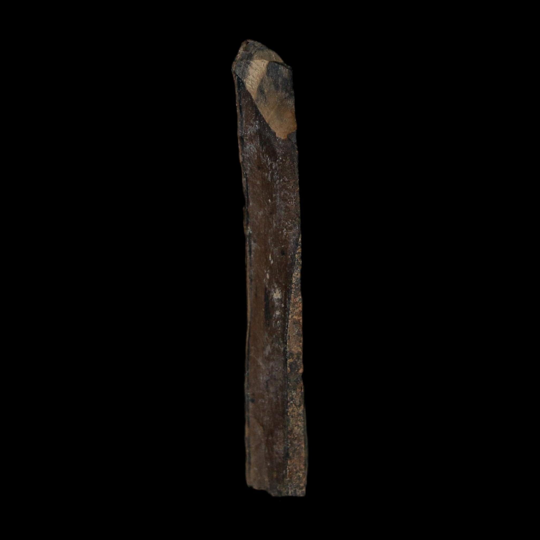 1.8" Tyrannosaurus Rex Fossil Bone Dinosaur Lance Creek Formation Wyoming COA - Fossil Age Minerals