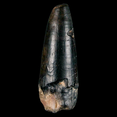 2.2" Sarcosuchus Imperator Crocodile Fossil Tooth Elrhaz FM Cretaceous Niger COA - Fossil Age Minerals