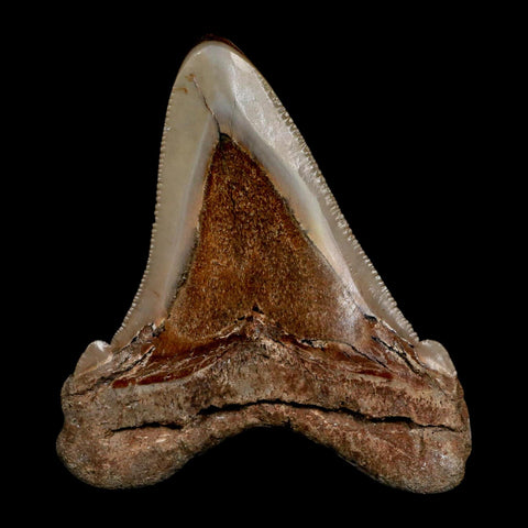 2.8" Quality Otodus Chubutensis Tooth Serrated Fossil Natural Miocene Age - Fossil Age Minerals