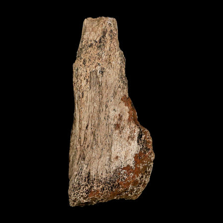3.6" Triceratops Fossil Limb Bone Hell Creek FM Cretaceous Dinosaur MT COA Metal Stand