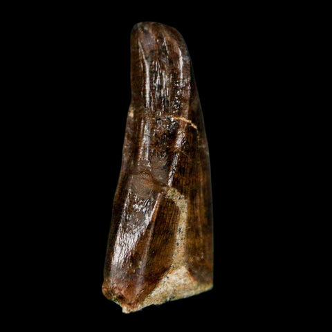 0.7" Tyrannosaur Fossil Premax Tooth Cretaceous Dinosaur Judith River FM MT COA - Fossil Age Minerals