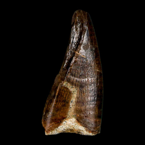 0.7" Tyrannosaur Fossil Premax Tooth Cretaceous Dinosaur Judith River FM MT COA - Fossil Age Minerals