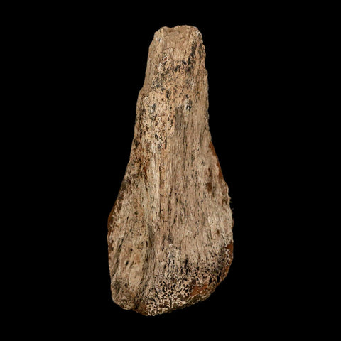 3.6" Triceratops Fossil Limb Bone Hell Creek FM Cretaceous Dinosaur MT COA Metal Stand