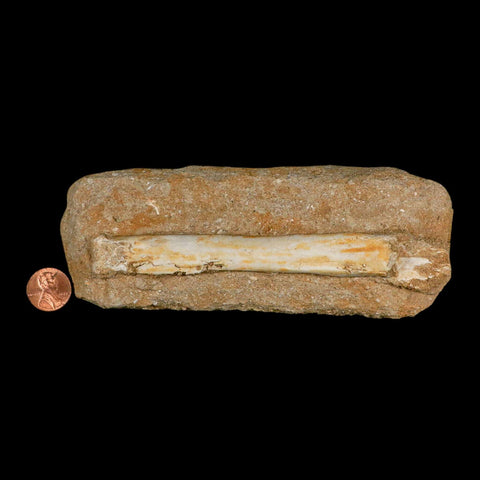 5.7" Pterosaur Tethydraco Regalis Fossil Bone Upper Cretaceous Morocco Stand COA - Fossil Age Minerals