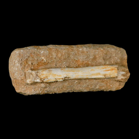 5.7" Pterosaur Tethydraco Regalis Fossil Bone Upper Cretaceous Morocco Stand COA - Fossil Age Minerals