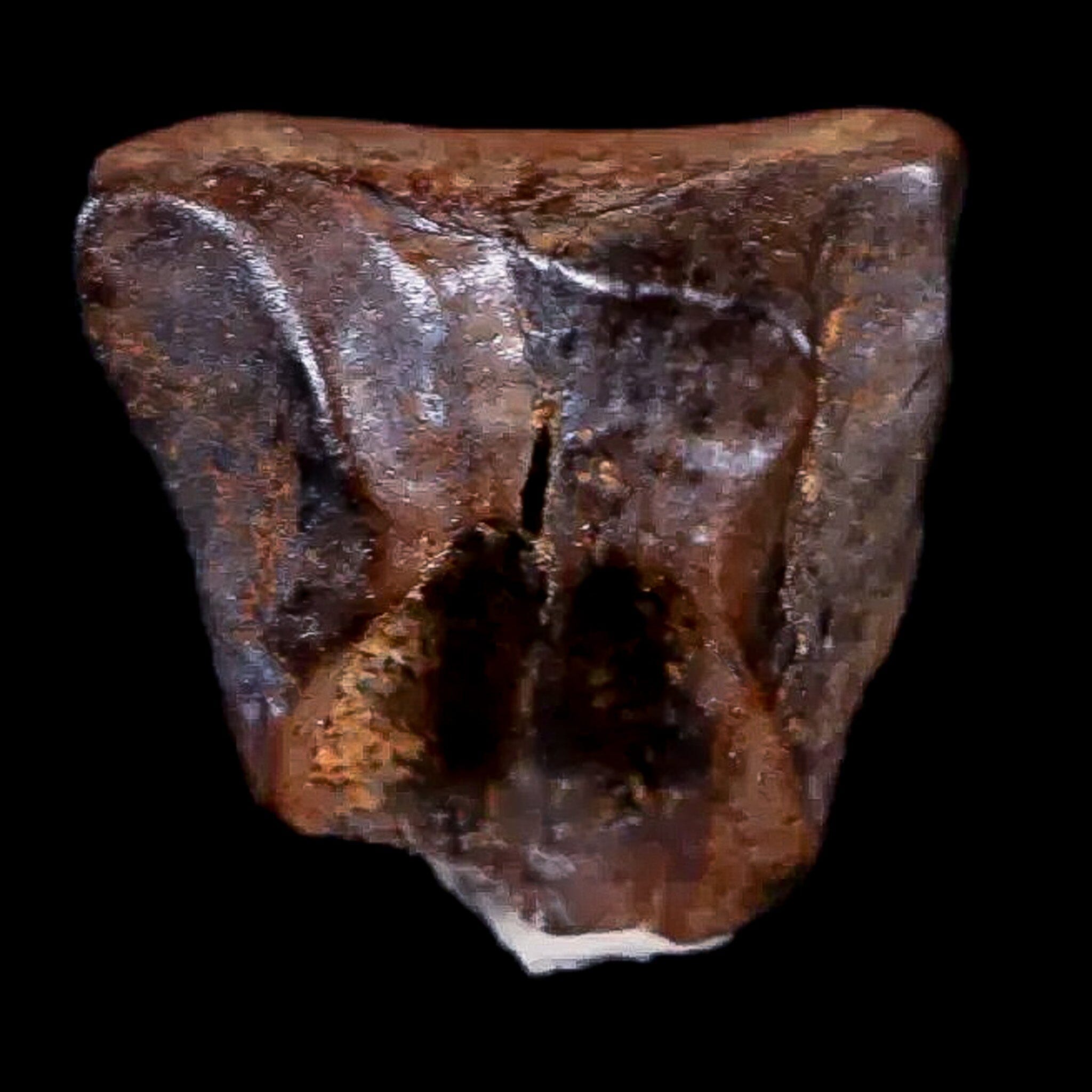 0.4" Chasmosaurus Fossil Tooth Judith River FM Cretaceous Dinosaur MT COA Display - Fossil Age Minerals