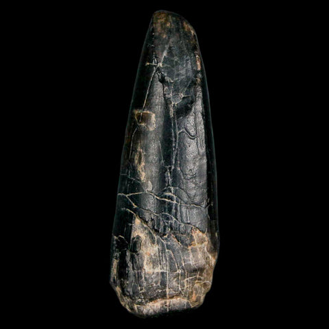 2.2" Sarcosuchus Imperator Crocodile Fossil Tooth Elrhaz FM Cretaceous Niger COA - Fossil Age Minerals